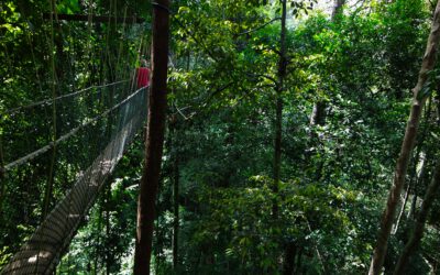 De leukste tips voor het oude regenwoud Taman Negara Maleisië bezoeken