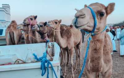 Kamelenmarkt Sinaw Oman met kinderen