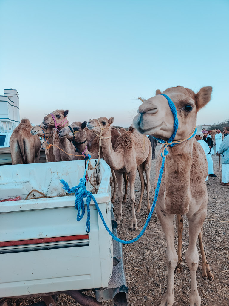 Kamelenmarkt Sinaw Oman 