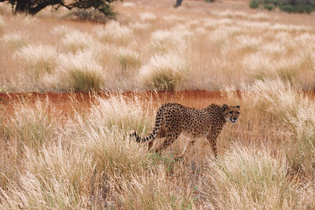 Namibië met kinderen cheeta