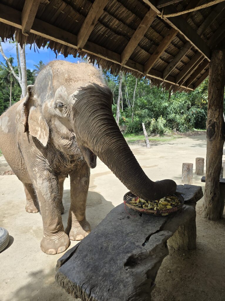 Koh Phangan met kinderen