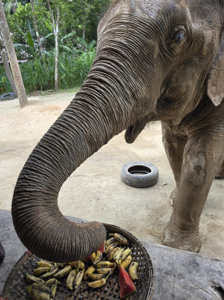 Koh Phangan met kinderen