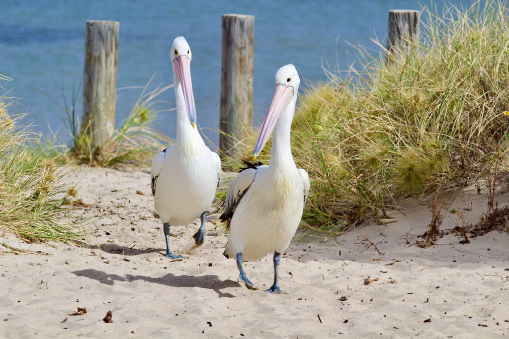 West- Australie met kinderen