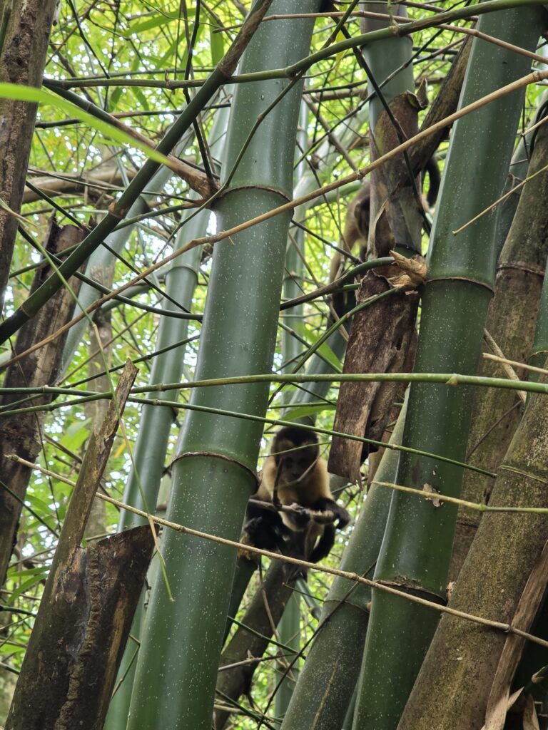 aapjes peperpot nature park