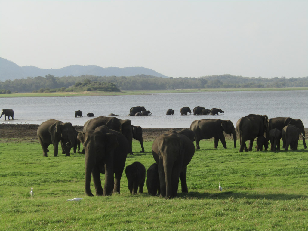 Sri Lanka olifanten spotten