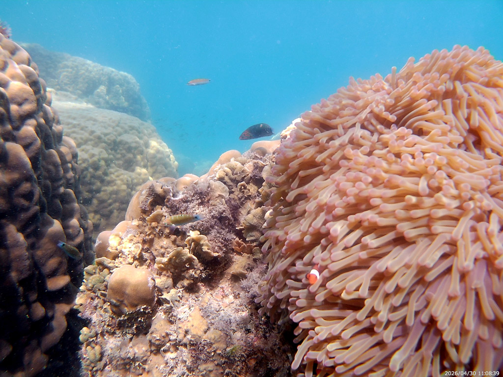 Perhentian met kinderen snorkeltrips