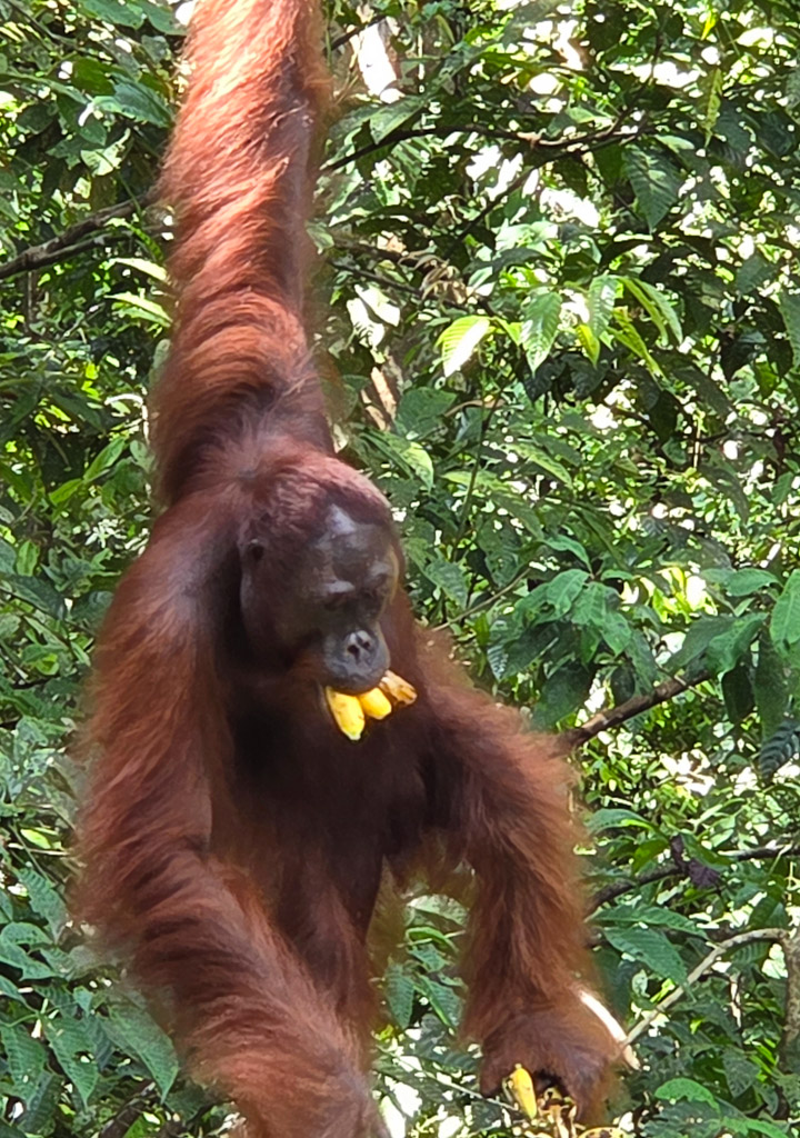 Borneo maleisie met kinderen orang oetan