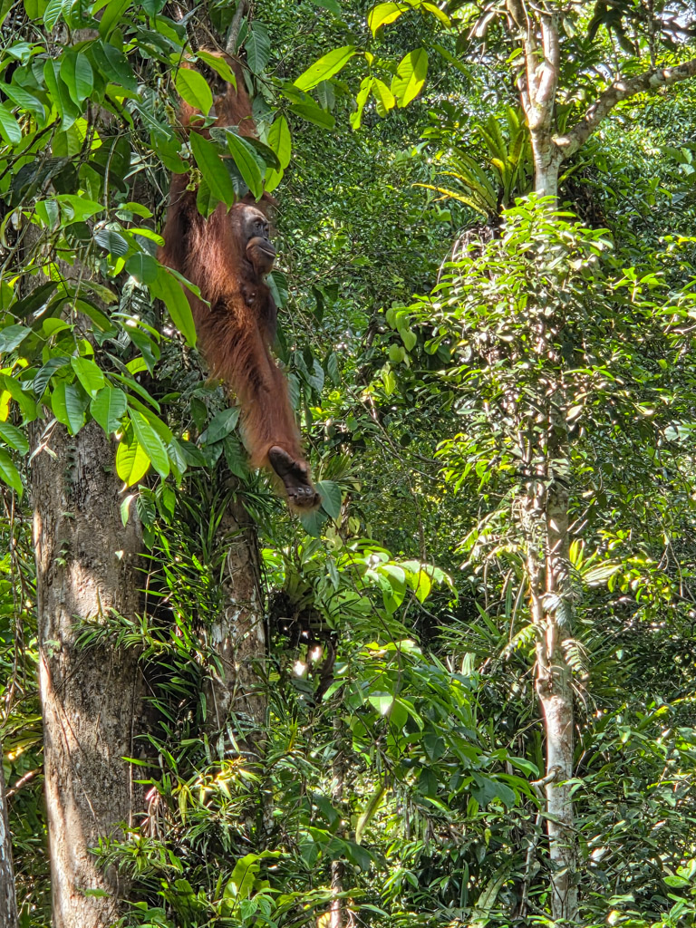 Borneo maleisie met kinderen orang oetan