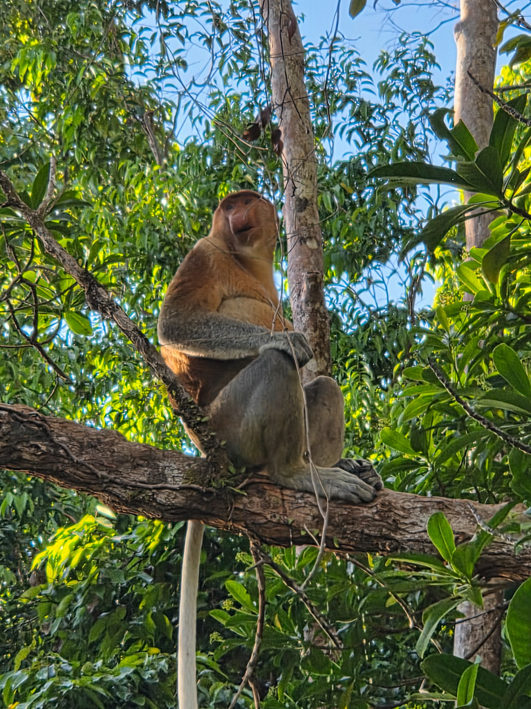 Permai Rainforest met kinderen maleisie