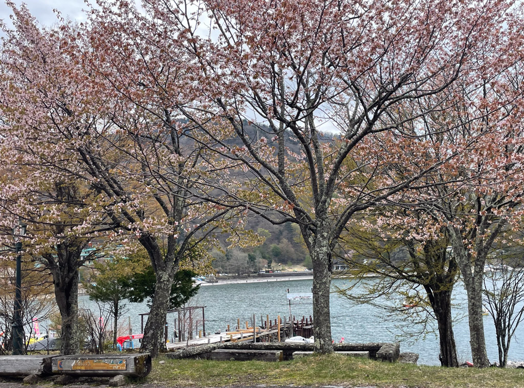 Bloesem Japan met kinderen